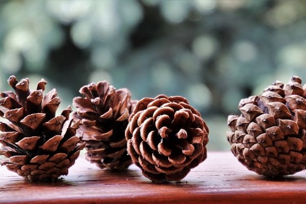 با فواید عصاره پوست درخت کاج آشنا شوید