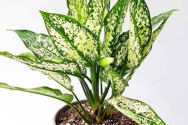 قاتل گیاهان آپارتمانی که شاید به ذهنتان هم نرسد | دلیل زرد شدن گیاهان آپارتمانی 