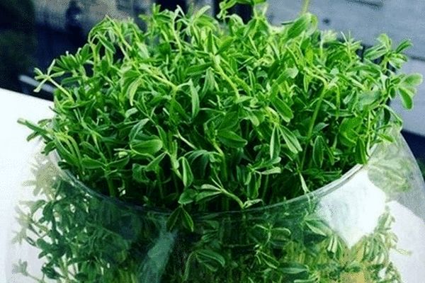 ترفند درست کردن سبزه شناور عید  | اگه دلت یه سبزه متفاوت میخواد 