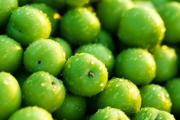 گوجه سبز برای این افراد ممنوعه | این افراد هرگز لب به گوجه سبز نزنند!