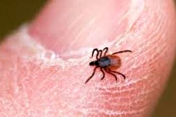 هشدار برای مازندرانی ها | شیوع تب کریمه در مازندران