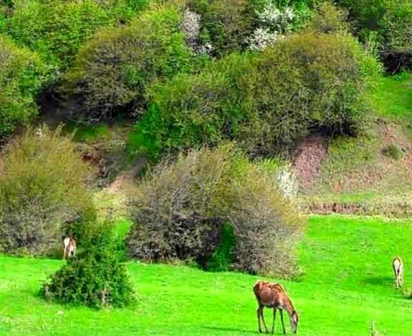 جنگل فندقلو اردبیل، طبیعت بی‌نظیر بهاری