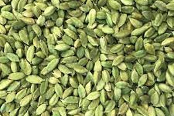 آموزش کاشت هل در گلدان | این ادویه گران را در خانه بکارید 