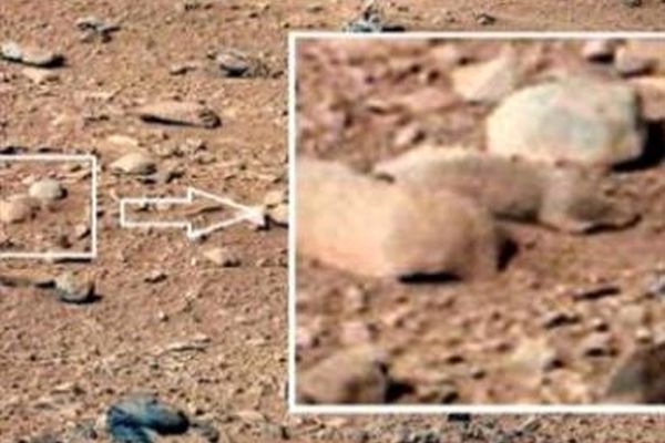 رصد یک موش صحرایی روی کره مریخ
