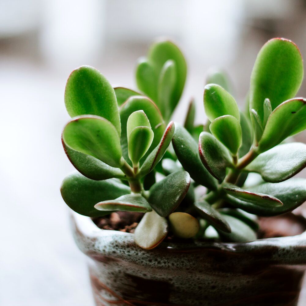 این گیاه به تنهایی یک درمانگر است | فواید گیاه یشم بخصوص برای سالمندان