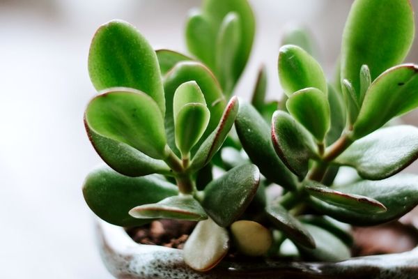 این گیاه به تنهایی یک درمانگر است | فواید گیاه یشم بخصوص برای سالمندان