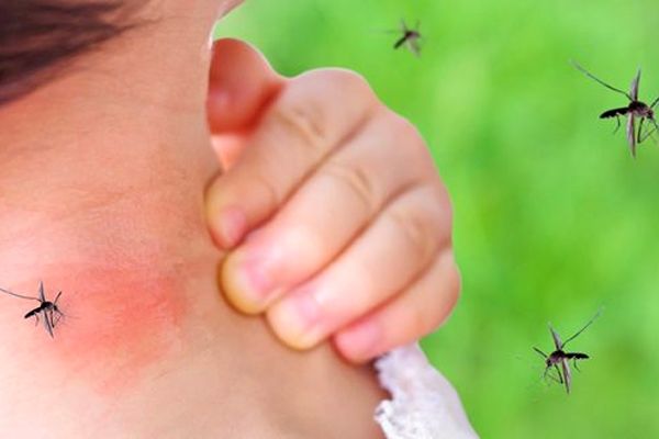 چگونه از شر پشه‌ها خلاص شویم؟