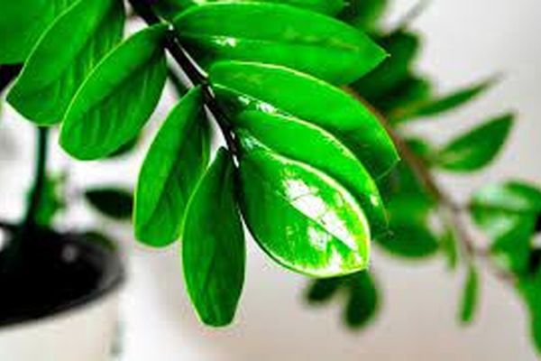 آب برای گیاه زاموفیلیا ممنوع | روش نگهداری گیاه زاموفیلیا