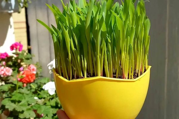 اگه میخوای سر سفره هفت سین یه سبزه متفاوت داشته باشی از الان دست بکار شو | ترفند درست کردن سبزه انار 