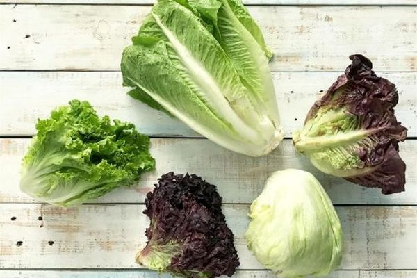 با این روش کاهو را مدت طولانی تازه نگه دارید | ترفند تازه نگه داشتن کاهو 