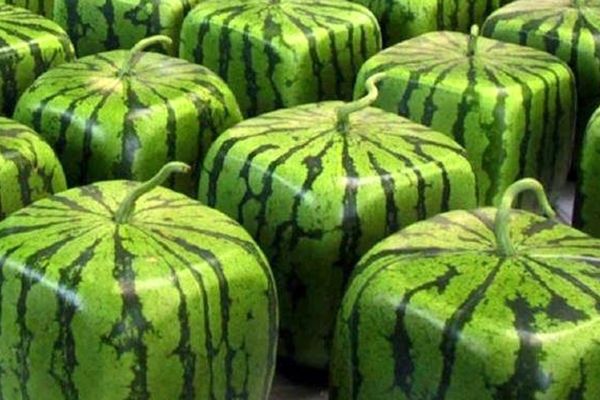 با این روش هندوانه ها را مربعی پرورش دهید + ویدیو