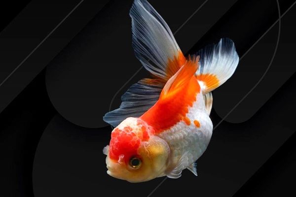 
ماهی ها سر کلاس درس ریاضیات!