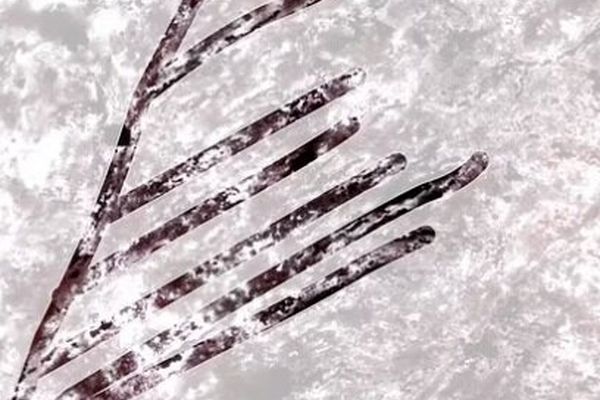 کشف نشانه‌هایی از حیات اولیه با بررسی یک سنگ