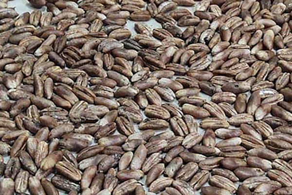 دیگه هسته های خرما را دور نریز | با هسته خرما پودر قهوه درست کن