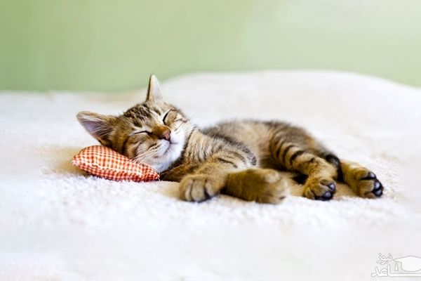 آقایون بخوانند | هشدار به مردانی که در خانه گربه دارند!