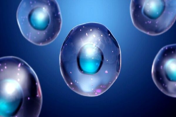 خلق سلول‌های بنیادی انسان توسط دانشمندان چینی
