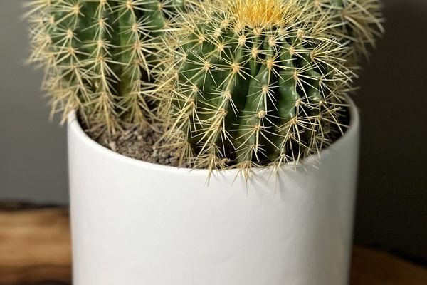 روش های نگهداری از کاکتوس | نکات خشک نشدن ریشه کاکتوس