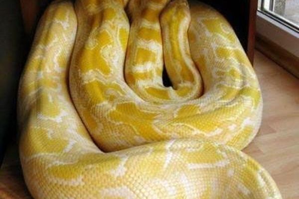 پیتون برمه ای یک تمساح کامل را بلعید | عجیب ولی واقعی غذای غول پیکرمار پیتون +ویدیو 