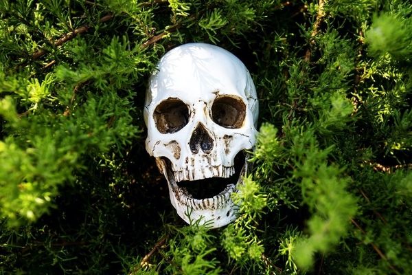 خطرناک ترین گیاهان را بشناسید | اگر این گیاهان را در جایی دیدی مراقب باش