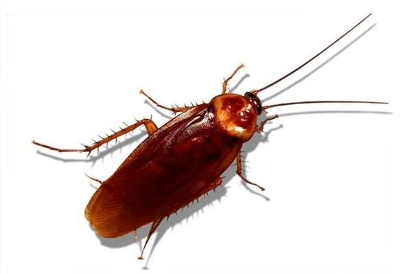 انواع سوسک | چه سوسک هایی برای باغچه شما مفید هستند 
