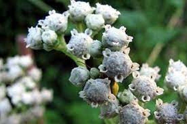 بجای گوشت این گیاه را در غذایتان استفاده کنید | هم ارزان هم پر خاصیت 