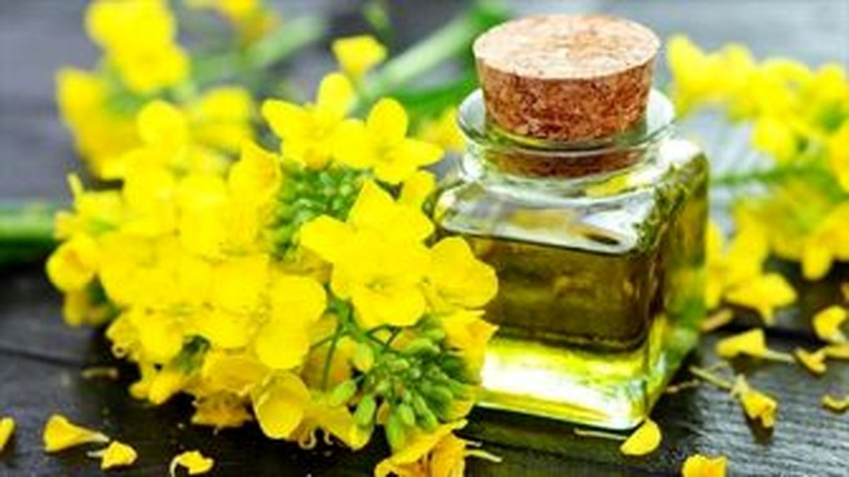 روغن کانولا به لاغری شکمی کمک می‌کند