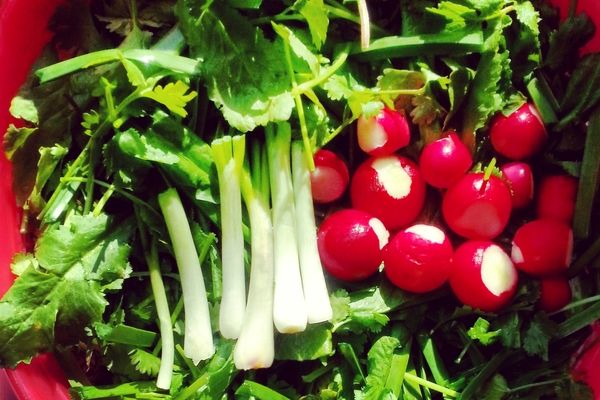 فقط با یک قاشق سبزی خوردن را تازه نگه دار | روش جلوگیری از پلاسیدگی سبزی خوردن