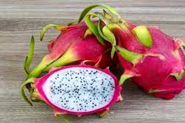 این میوه لاکچری را خودت در گلدان خانه بکار | ترفند کاشت دراگون فروت 