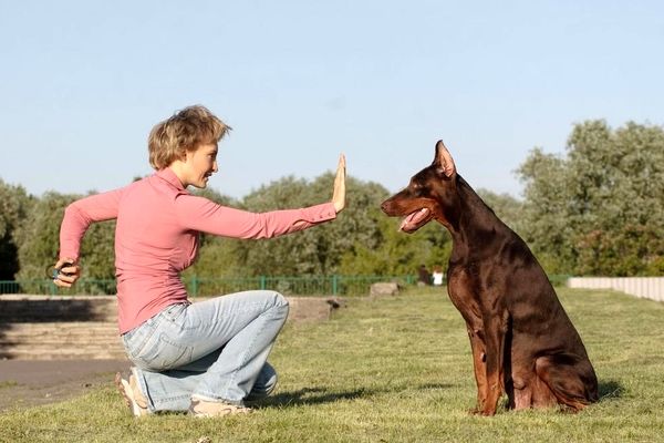 چگونه آموزش نشستن به سگ بدهیم؟ | فرمان بشین رو به سگت یاد بده