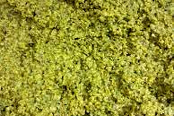 طرز تهیه ترشی کشک | این ترشی کشک پر خاصیت و حتما درست کن