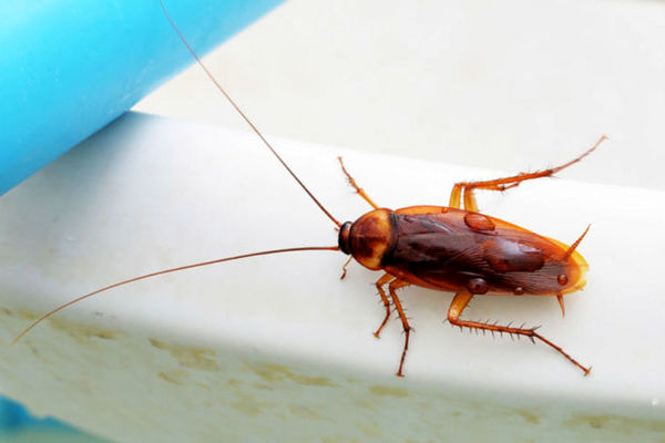 با این روش از شر سوسک‌های خانه خلاص شو! | دفع سوسک از خانه تنها با یک بادکنک 