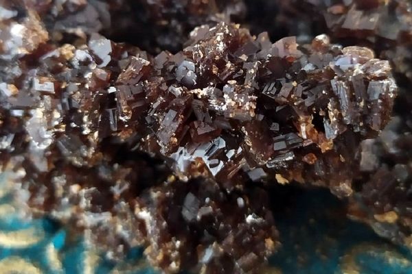 فواید نبات سوخته | نبات سوخته دشمن این بیماری ها