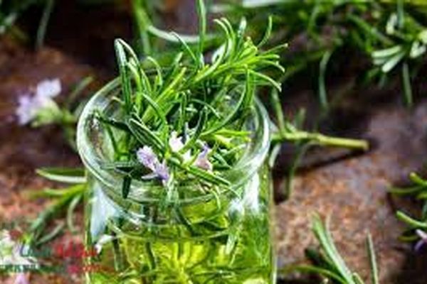 خواص پنهان رز ماری که تا بحال نمیدانستید | اگه تو خواب کابوس میبینی یا بد خوابی حتما از این گیاه استفاده کن 