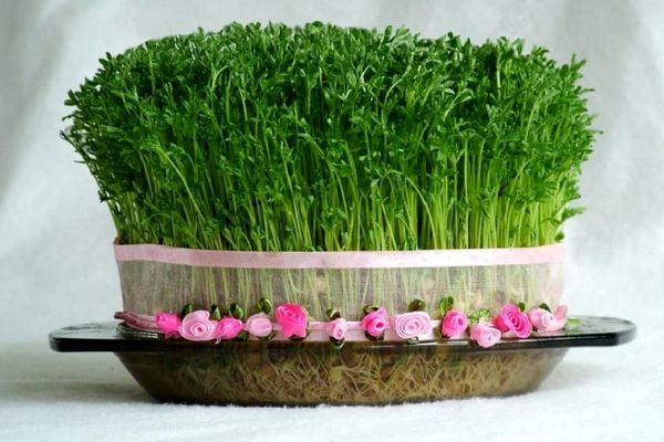 بهترین زمان برای کاشت سبزه | ترفند کاشت خاکشیر برای سبزه عید 