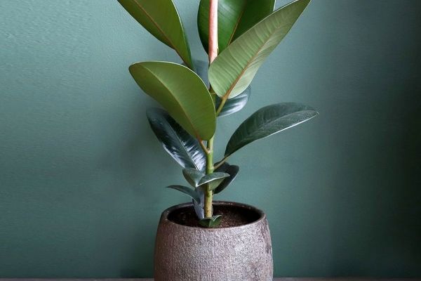 ترفند جوانه زدن گیاه فیکوس | اگه فیکوست مرده اینطوری زندش کن 