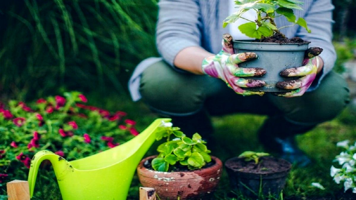 رسیدگی کردن به گل‌ و گیاه حداقل یک بار در هفته باعث کاهش اضطراب می‌شود