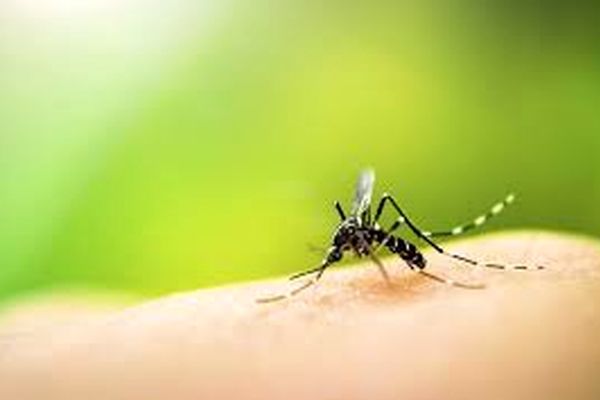 درمان جای نیش حشرات | چند روش خانگی درمان جای نیش حشرات 