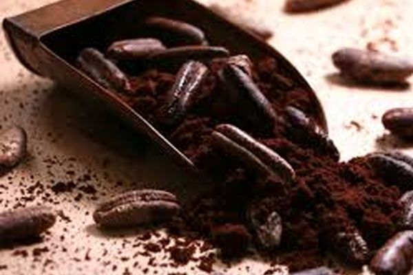 از هسته خرما سبزه عید بگیر | کاشت سبزه عید با هسته خرما 