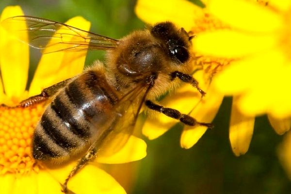 زنبور‌های عسل طبقه بندی اعداد را تشخیص می‌دهند