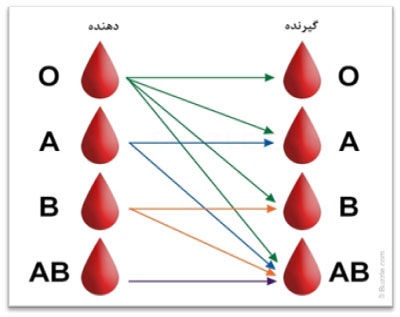 چرا گروه‌های خونی متفاوتی داریم؟