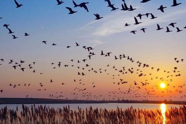  پرندگان مهاجر چطور در سفرهای طولانی گم نمی‌شوند؟