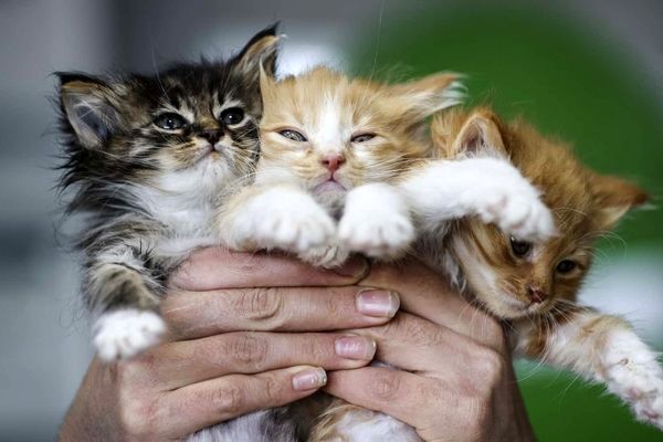 ساخت گربه‌هایی که آلرژی برنمی‌انگیزند!